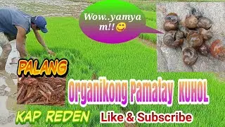ORGANIKONG PAMATAY KUHOL(Halamang PALANG)