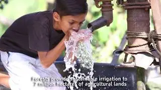 Forest is Life / Society of Filipino Foresters, Inc. (SFFI)