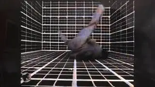 M2 TV Network promo 1997