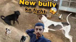 New bully Dog baby ke fight ho gyi 😲😱|| MOTi ka sath || Haider Shok vlog ...