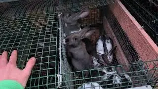 odstav králičat v 33 dňoch 0,98kg a potrebujem nového samca