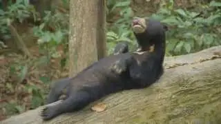 Sleepy Bornean Sun Bear Relaxing on Fallen Tree