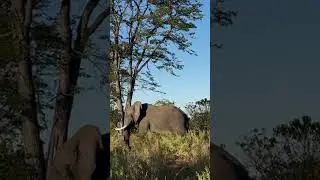 There is something beautiful about an elephant walking slowly through the forest.#safari #elephant