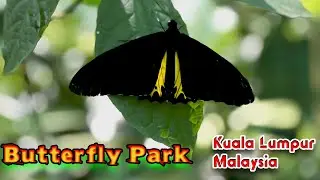Парк бабочек Куала-Лумпур, Малайзия 8 августа 2025 г.