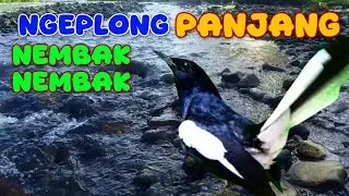 PANCINGAN KACER; Ngeplong panjang nembak - nembak 