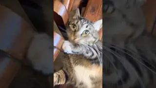 Нет! Отгонять мух!