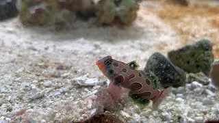 Spotted Mandarin (Music:Hyperfun) 4K60 HDR