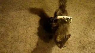 SNAKE ATTACKS CAT