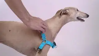 Como poner un arn&eacute;s ADORA