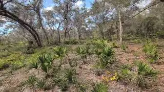 Saw Palmetto & Blue Oak Trees in Open Landscape at Barr Street in Little Big Econ State Forest! 