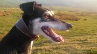 HARE COURSING DOG. SALLY. QUEEN OF THE MOORS.