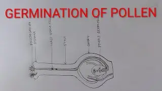 Germination Of Pollen Grain On Stigma Diagram Steps For Class 10 #germination #drawing #biology #art