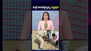 Tiger Hulchal In Siddipet District | Telangana | మళ్లీ హడలెత్తిస్తున్న పెద్దపులి | ZEE Telugu News