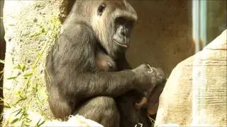 La cr&iacute;a de gorila macho de Zoo Aquarium Madrid