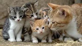 Adorable Kittens Playtime with Mom!  Cute Pet Moments