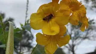 Beeees! Our yellow trumpetbush in late November 2020