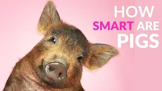 How Smart Are Pigs? Uncovering the Incredible Intelligence of These Animals