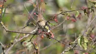 Cedar Waxwings passing berries.