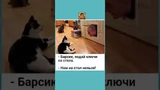#юмор #мем #прикол #humor #funny #memes #viral #comedy