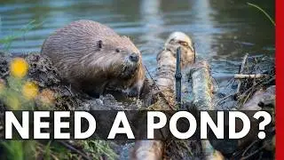 Beavers: The Secret Architects of Healthy Ecosystems