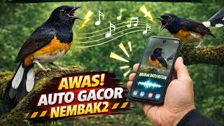 🔴 AUTO GACOR‼️ MURAI BATU NGEROL TANPA HENTI ANTI NEMBAK2