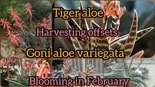 Gonialoe variegata tiger aloe blooming in February / getting offsets // Grow green 445