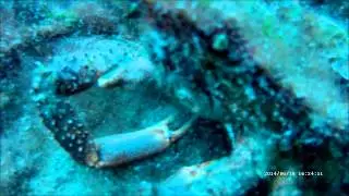 Lanzarote Dive Centre June 2014