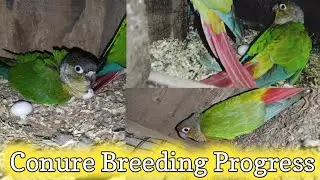 Breeding progress of our Conure Birds