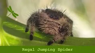 Jumping spider
