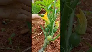 Zucchini farming #smartfarming #homegarden #homegrown