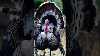 Turkey gods