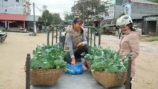 China Girl Work in Broccoli 🥦 Harvesting Daily Routine vlog village agriculture work 
