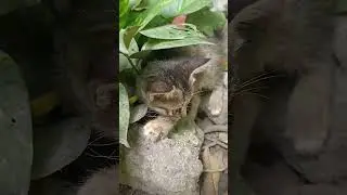 #cat #kitten #cute #animals #nature #update #shorts #viralvideo