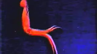 Cephalopod video: Mastigoteuthis magna
