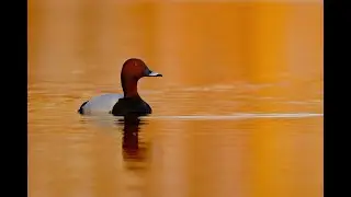 Bar&aacute;tr&eacute;ce - Common pochard - Aythya Ferina