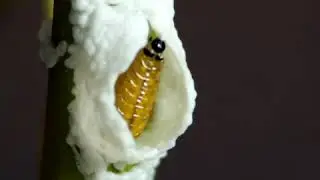 The pupal stage is found only in holometabolous insects &ndash; those that undergo a complete metamorphosi
