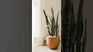 LA PLANTE INCASSABLE POUR D&Eacute;BUTANTS !
