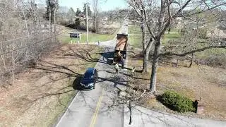 Tree Crew