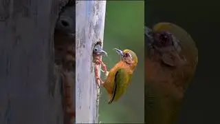 Discovering the White-browed Piculet | The Secret Life of an Endangered Bird