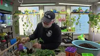Episode 309: Early Tomato Transplants Update Number 2