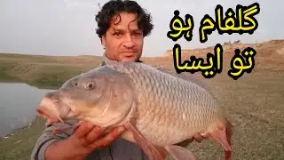 wow Amazing Big Common Carp Fish Hunting | Great Fish Handling | Mangla Dam Fishing | Muhammad Saad