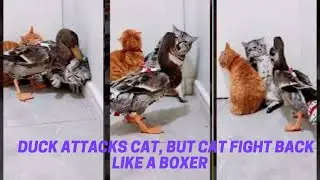 Duck Attacks Cat, But Cat Fights Back Like A Boxer #Shorts