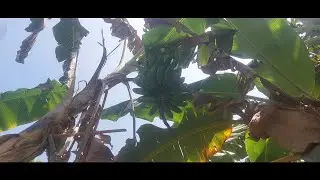 ESTA MUY ALTO EL RACIMO DE PLATANO MANZANO - COSECHA DE PLATANOS