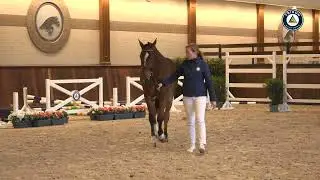 Syberlino H (Zirocco Blue x Wittinger) Gelding - 2022