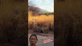The Leopard&rsquo;s Silent Move #animals #leopard #tanzania #kenya #short