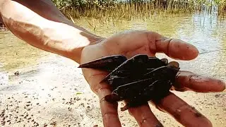 PANGUNGUHA NG TELESCOPE SNAIL O BAGUNGON IN VISAYAN DIALECT. . 😌☺️😘