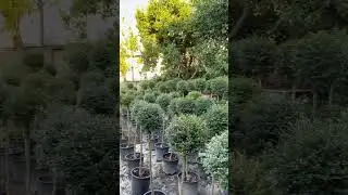 Ligustrum ⬇️🪴🪴🪴🪴 #gardencenter