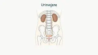 Nyrer og urinveje: Urinvejene