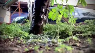 ( slow motion ) watering plants short video