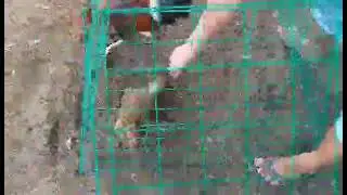 pair materyales from red gamefarm bc raptor sweater hen golden boy sweater